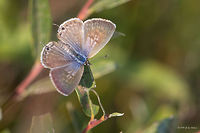 Common Zebra Blue - Leptotes pirithous Vlasina lake, Serbia<br />
https://www.jungledragon.com/image/44914/common_zebra_blue_-_leptotes_pirithous.html Animal,Animalia,Arthropoda,Common Zebra Blue,Europe,Geotagged,Insect,Insecta,Lang's Short-tailed Blue,Lepidoptera,Leptotes pirithous,Lycaenidae,Nature,Serbia,Summer,Vlasina lake,Wildlife