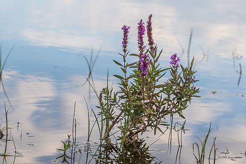 Purple loosestrife - Lythrum salicaria Vlasina lake, Serbia Eudicot,Europe,Flowering Plant,Geotagged,Lythrum salicaria,Magnoliophyta,Myrtaceae,Myrtales,Nature,Plantae,Purple loosestrife,Serbia,Summer,Vlasina lake,Wildlife,flower