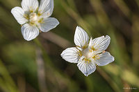 Marsh grass of Parnassus or Bog-star - Parnassia palustris https://www.jungledragon.com/image/44933/marsh_grass_of_parnassus_or_bog-star_-_parnassia_palustris.html<br />
https://www.jungledragon.com/image/44932/marsh_grass_of_parnassus_or_bog-star_-_parnassia_palustris.html Celastrales,Eudicot,Europe,Flowering Plant,Geotagged,Magnoliophyta,Marsh grass of Parnassus,Nature,Northern grass-of-Parnassus,Parnassia palustris,Plantae,Serbia,Summer,Vlasina lake,Wildlife,flower