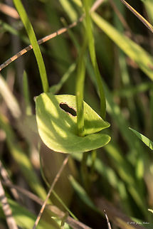 Marsh grass of Parnassus or Bog-star - Parnassia palustris https://www.jungledragon.com/image/44931/marsh_grass_of_parnassus_or_bog-star_-_parnassia_palustris.html
https://www.jungledragon.com/image/44933/marsh_grass_of_parnassus_or_bog-star_-_parnassia_palustris.html Celastrales,Eudicot,Europe,Flowering Plant,Geotagged,Magnoliophyta,Marsh grass of Parnassus,Nature,Northern grass-of-Parnassus,Parnassia palustris,Plantae,Serbia,Summer,Vlasina lake,Wildlife,flower