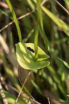 Marsh grass of Parnassus or Bog-star - Parnassia palustris https://www.jungledragon.com/image/44931/marsh_grass_of_parnassus_or_bog-star_-_parnassia_palustris.html<br />
https://www.jungledragon.com/image/44933/marsh_grass_of_parnassus_or_bog-star_-_parnassia_palustris.html Celastrales,Eudicot,Europe,Flowering Plant,Geotagged,Magnoliophyta,Marsh grass of Parnassus,Nature,Northern grass-of-Parnassus,Parnassia palustris,Plantae,Serbia,Summer,Vlasina lake,Wildlife,flower