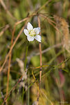 Marsh grass of Parnassus or Bog-star - Parnassia palustris https://www.jungledragon.com/image/44931/marsh_grass_of_parnassus_or_bog-star_-_parnassia_palustris.html<br />
https://www.jungledragon.com/image/44932/marsh_grass_of_parnassus_or_bog-star_-_parnassia_palustris.html Celastrales,Eudicot,Europe,Flowering Plant,Geotagged,Magnoliophyta,Marsh grass of Parnassus,Nature,Northern grass-of-Parnassus,Parnassia palustris,Plantae,Serbia,Summer,Vlasina lake,Wildlife,flower