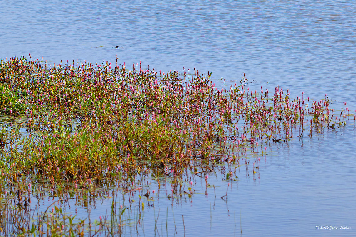 Longroot smartweed - Persicaria amphibia Vlasina lake, Serbia Caryophyllales,Eudicot,Europe,Flowering Plant,Geotagged,Longroot smartweed,Magnoliophyta,Nature,Persicaria amphibia,Plantae,Polygonaceae,Serbia,Summer,Vlasina lake,Water knotweed,Wildlife,flower