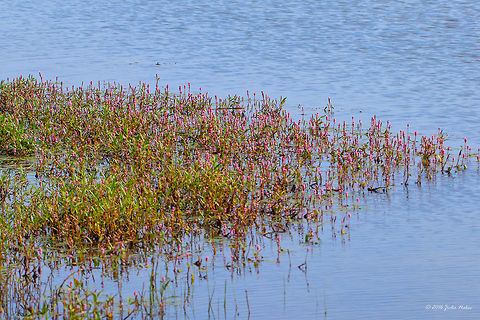 Longroot smartweed - Persicaria amphibia Vlasina lake, Serbia Caryophyllales,Eudicot,Europe,Flowering Plant,Geotagged,Longroot smartweed,Magnoliophyta,Nature,Persicaria amphibia,Plantae,Polygonaceae,Serbia,Summer,Vlasina lake,Water knotweed,Wildlife,flower