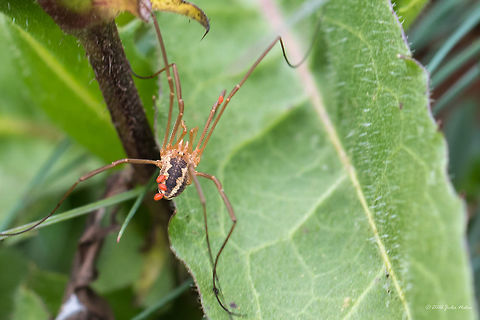 Daddy longlegs spider - Phalangium opilio, male Daddy longlegs giving a lift to a couple of mites. Vlasina lake, Sebia Animal,Animalia,Arachnida,Arthropoda,Daddy Longlegs,Daddy longlegs,Europe,Geotagged,Harvestman spider,Nature,Opiliones,Phalangiidae,Phalangium opilio,Serbia,Summer,Vlasina lake,Wildlife