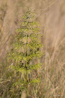 Wood horsetail - Equisetum sylvaticum Vlasina lake, Serbia Equisetaceae,Equisetales,Equisetopsida,Equisetum sylvaticum,Europe,Geotagged,Nature,Plantae,Pteridophyta,Serbia,Summer,Tracheophyta,Vlasina lake,Wildlife,Wood horsetail