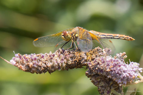 Yellow-Winged Darter - Sympetrum flaveolum The only dragonfly I spotted this time at Vlasina lake. And she didn't give me mcuh chance to photograph her. Anyway, I managed to make a couple of acceptable images. Animal,Animalia,Arthropoda,Dragonfly,Europe,Geotagged,Insect,Insecta,Libellulidae,Nature,Odonata,Percher,Serbia,Skimmer,Summer,Sympetrum flaveolum,Vlasina lake,Wildlife,Yellow-Winged Darter,Yellow-winged darter