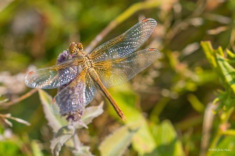 Yellow-Winged Darter - Sympetrum flaveolum The only dragonfly I spotted this time at Vlasina lake. And she didn't give me mcuh chance to photograph her. Anyway, I managed to make a couple of acceptable images. Animal,Animalia,Arthropoda,Dragonfly,Europe,Geotagged,Insect,Insecta,Libellulidae,Nature,Odonata,Percher,Serbia,Skimmer,Summer,Sympetrum flaveolum,Vlasina lake,Wildlife,Yellow-Winged Darter,Yellow-winged darter