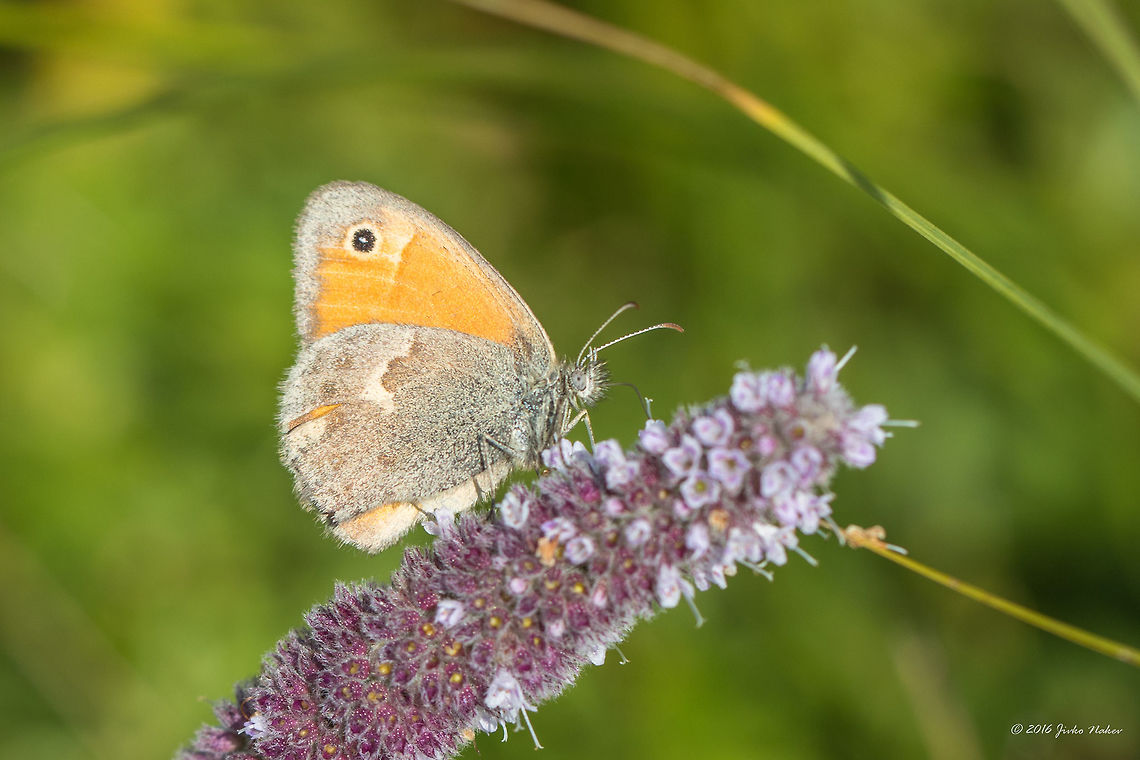 Small heath - Coenonympha pamphilus Vlasina lake, Serbia Animal,Animalia,Arthropoda,Brush-footed butterfly,Coenonympha pamphilus,Geotagged,Insect,Insecta,Lepidoptera,Nature,Nymphalidae,Serbia,Small Heath,Small heath,Summer,Wildlife