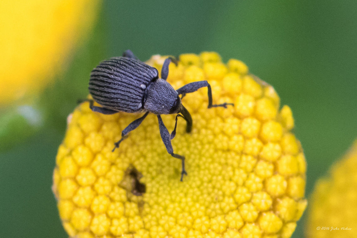 Strawberry blossom weevil - Anthonomus rubi Vlasina lake, SERBIA Animal,Animalia,Anthonomus rubi,Arthropoda,Coleoptera,Curculionidae,Europe,Geotagged,Insect,Insecta,Nature,Serbia,Strawberry blossom weevil,Summer,Vlasina lake,Wildlife
