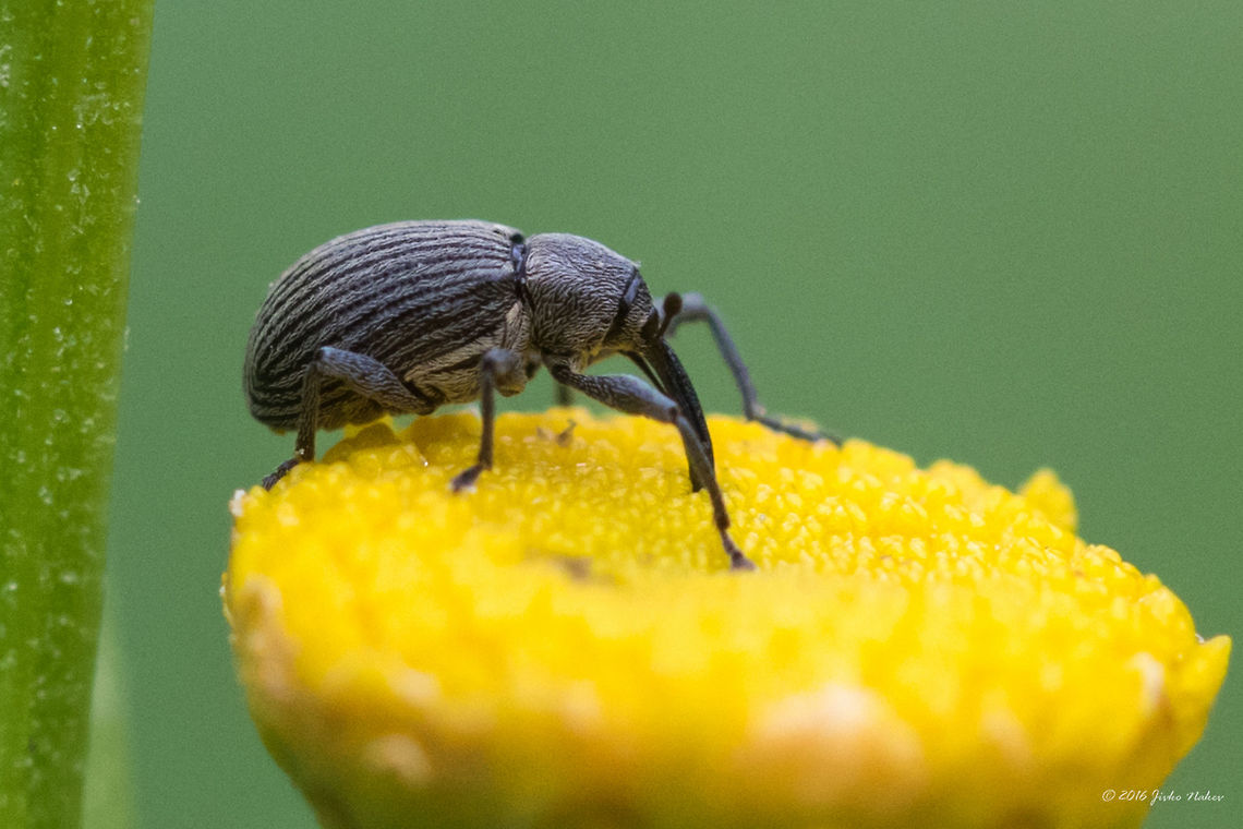 Strawberry blossom weevil - Anthonomus rubi Vlasina lake, SERBIA Animal,Animalia,Anthonomus rubi,Arthropoda,Coleoptera,Curculionidae,Europe,Geotagged,Insect,Insecta,Nature,Serbia,Strawberry blossom weevil,Summer,Vlasina lake,Wildlife