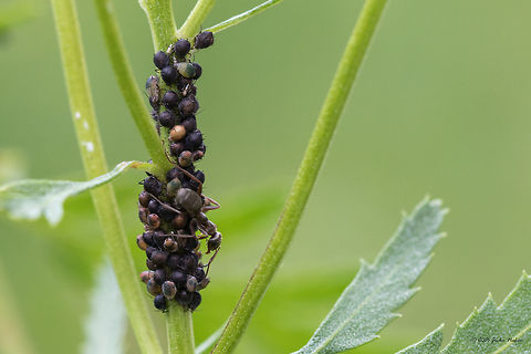 Pink tansy aphids - Metopeurum fuscoviride Pink tansy aphids tended by Lasius niger ants on Tanacetum vulgare Animal,Animalia,Aphididae,Aphidomorpha,Arthropoda,Europe,Geotagged,Insect,Insecta,Metopeurum fuscoviride,Nature,Pink tansy aphid,Serbia,Summer,Vlasina lake,Wildlife