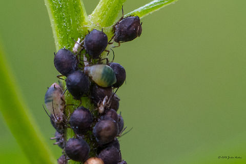 Pink tansy aphid