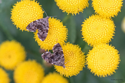 Common nettle-tap - Anthophila fabriciana Spotted on Tansy - Tanacetum vulgare, Vlasina lake, Serbia. It's so nice - I first saw it a month ago in Sofia, and now I captured it in Serbia. Animal,Animalia,Anthophila fabriciana,Arthropoda,Choreutidae,Common nettle-tap,Europe,Geotagged,Insect,Insecta,Lepidoptera,Metalmark moth,Nature,Serbia,Summer,Vlasina lake,Wildlife