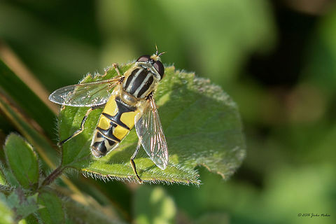 Hoverfly - Helophilus trivittatus Vlasina lake, Serbia Animal,Animalia,Arthropoda,Diptera,Europe,Geotagged,Helophilus trivittatus,Insect,Insecta,Nature,Serbia,Summer,Syrphid fly,Syrphidae,Vlasina lake,Wildlife