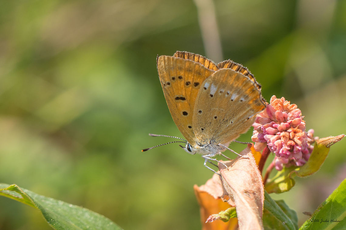 Scarce copper - Lycaena virgaureae Vlasina lake, Serbia Animal,Animalia,Arthropoda,Europe,Geotagged,Insect,Insecta,Lepidoptera,Lycaena virgaureae,Lycaenidae,Nature,Scarce Copper,Scarce copper,Serbia,Summer,Vlasina lake,Wildlife