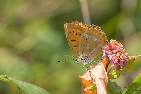 Scarce copper - Lycaena virgaureae Vlasina lake, Serbia Animal,Animalia,Arthropoda,Europe,Geotagged,Insect,Insecta,Lepidoptera,Lycaena virgaureae,Lycaenidae,Nature,Scarce Copper,Scarce copper,Serbia,Summer,Vlasina lake,Wildlife