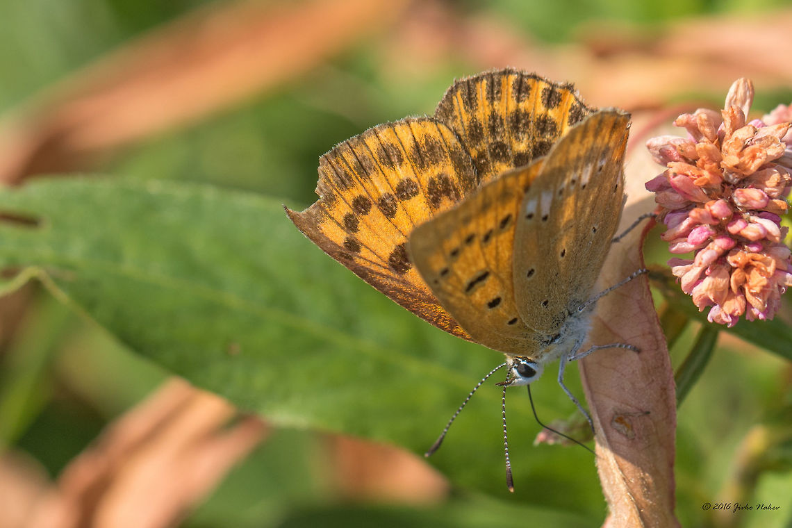 Scarce copper - Lycaena virgaureae Vlasina lake, Serbia Animal,Animalia,Arthropoda,Europe,Geotagged,Insect,Insecta,Lepidoptera,Lycaena virgaureae,Lycaenidae,Nature,Scarce Copper,Scarce copper,Serbia,Summer,Vlasina lake,Wildlife