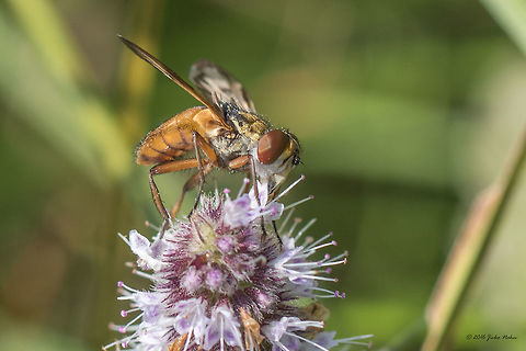 Ectophasia crassipennis Tachinid fly - Vlasina lake, Serbia Animal,Animalia,Arthropoda,Diptera,Ectophasia crassipennis,Europe,Geotagged,Insect,Insecta,Nature,Serbia,Summer,Tachinid fly,Tachinidae,Vlasina lake,Wildlife