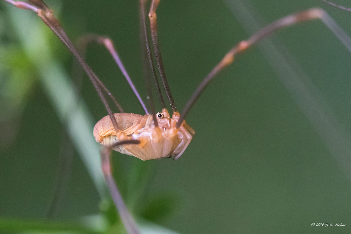 Harvestman spider - Opilio ruzickai Opilio ruzickai Silhavy 1938 Animal,Animalia,Arachnida,Arthropoda,Bulgaria,Daddy Longlegs,Dendrarium Botanical Garden,Europe,Geotagged,Harvestman spider,Nature,Opilio ruzickai,Opiliones,Summer,Vitosha Mountain Nature Park,Wildlife