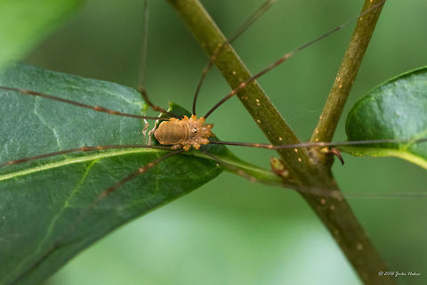 Harvestman spider - Opilio ruzickai Opilio ruzickai Silhavy 1938 Animal,Animalia,Arachnida,Arthropoda,Bulgaria,Daddy Longlegs,Dendrarium Botanical Garden,Europe,Geotagged,Harvestman spider,Nature,Opilio ruzickai,Opiliones,Summer,Vitosha Mountain Nature Park,Wildlife