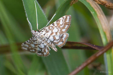 Brown China mark - Elophila nymphaeata Always hanging upside down - in order to photograph the upper wings I had to almost lay down in the mud - and she's gone ... quite frustrating! Only 2 photos! Animal,Animalia,Arthropoda,Brown China mark,Crambidae,Elophila nymphaeata,Europe,Geotagged,Insect,Insecta,Lepidoptera,Nature,Serbia,Summer,Vlasina lake,Wildlife