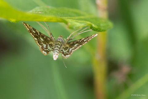 Brown China mark - Elophila nymphaeata Always hanging upside down - in order to photograph the upper wings I had to almost lay down in the mud - and she's gone ... quite frustrating! Only 2 photos! Animal,Animalia,Arthropoda,Brown China mark,Crambidae,Elophila nymphaeata,Europe,Geotagged,Insect,Insecta,Lepidoptera,Nature,Serbia,Summer,Vlasina lake,Wildlife