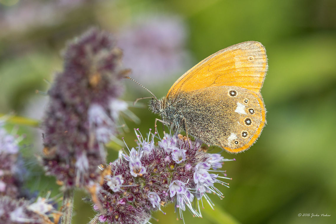 Chestnut Heath - Coenonympha glycerion Vlasina lake - Serbia Animal,Animalia,Arthropoda,Brush-footed butterfly,Chestnut Heath,Coenonympha glycerion,Europe,Geotagged,Insect,Insecta,Lepidoptera,Nature,Nymphalidae,Serbia,Summer,Vlasina lake,Wildlife