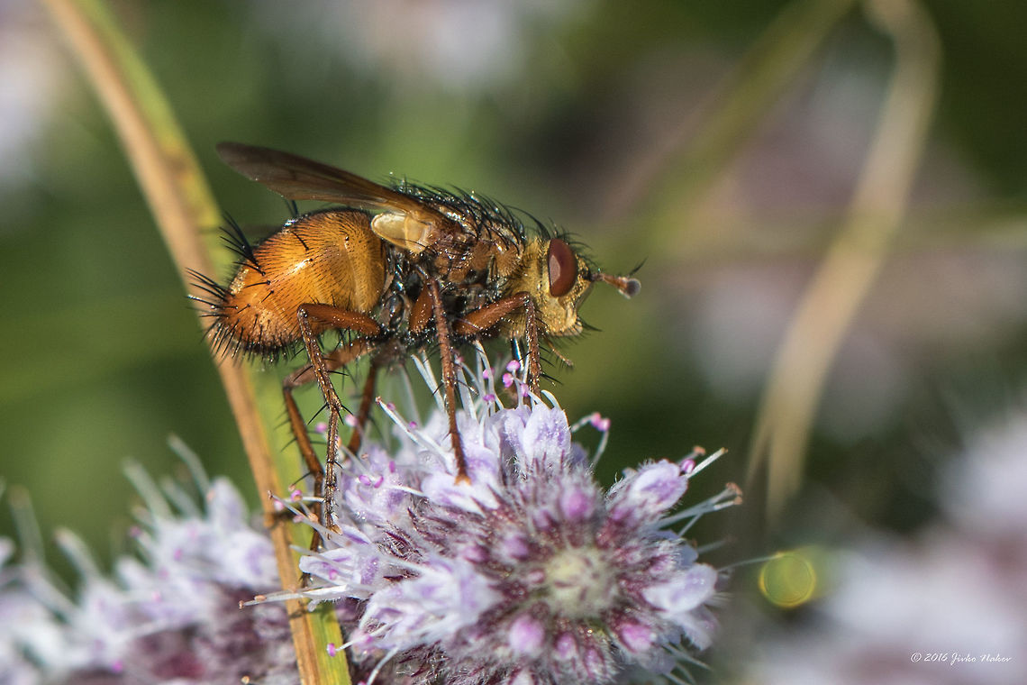Tachinid fly - Tachina magnicornis Vlasina lake - Serbia Animal,Animalia,Arthropoda,Diptera,Europe,Geotagged,Insect,Insecta,Nature,Serbia,Summer,Tachina magnicornis,Tachinid fly,Tachinidae,Vlasina lake,Wildlife