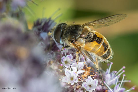 Hoverfly - Eristalis arbustorum Vlasina lake, Serbia Animal,Animalia,Arthropoda,Diptera,Eristalis arbustorum,Europe,Geotagged,Hoverfly,Insect,Insecta,Nature,Serbia,Summer,Syrphid fly,Syrphidae,Vlasina lake,Wildlife
