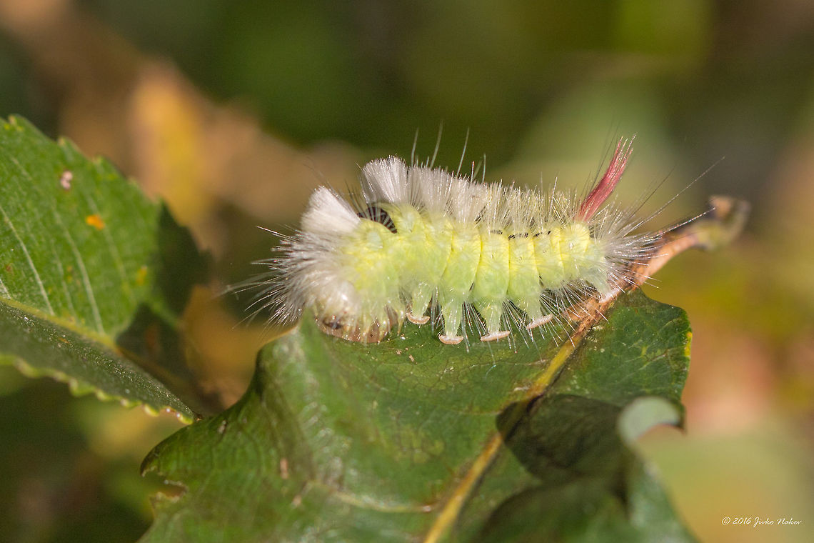 Pale tussock - Calliteara pudibunda Plae tussock moth caterpillar Animal,Animalia,Arthropoda,Calliteara pudibunda,Europe,Fall,Geotagged,Germany,Insect,Insecta,Lepidoptera,Lymantriidae,Mecklenburgische Seenplatte,Moth Week 2018,Nature,Pale tussock,Wildlife
