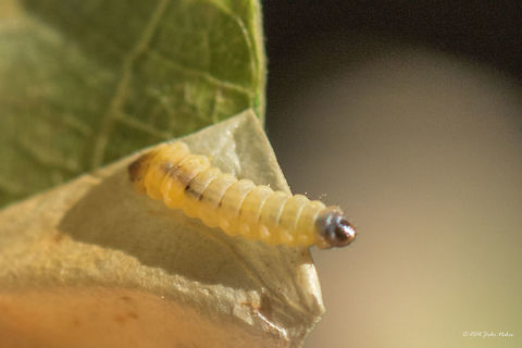 Leaf blotch miner moth - Acrocercops brongniardella Leaf blotch miner moth larva - about 4-5 mm.
https://www.jungledragon.com/image/45930/leaf_blotch_miner_moth_-_acrocercops_brongniardella_.html Acrocercops brongniardella,Common oak,Eudicot,Europe,Fagaceae,Fagales,Fall,Flowering Plant,Geotagged,Germany,Magnoliophyta,Mecklenburgische Seenplatte,Nature,Plantae,Quercus robur,Wildlife,flower