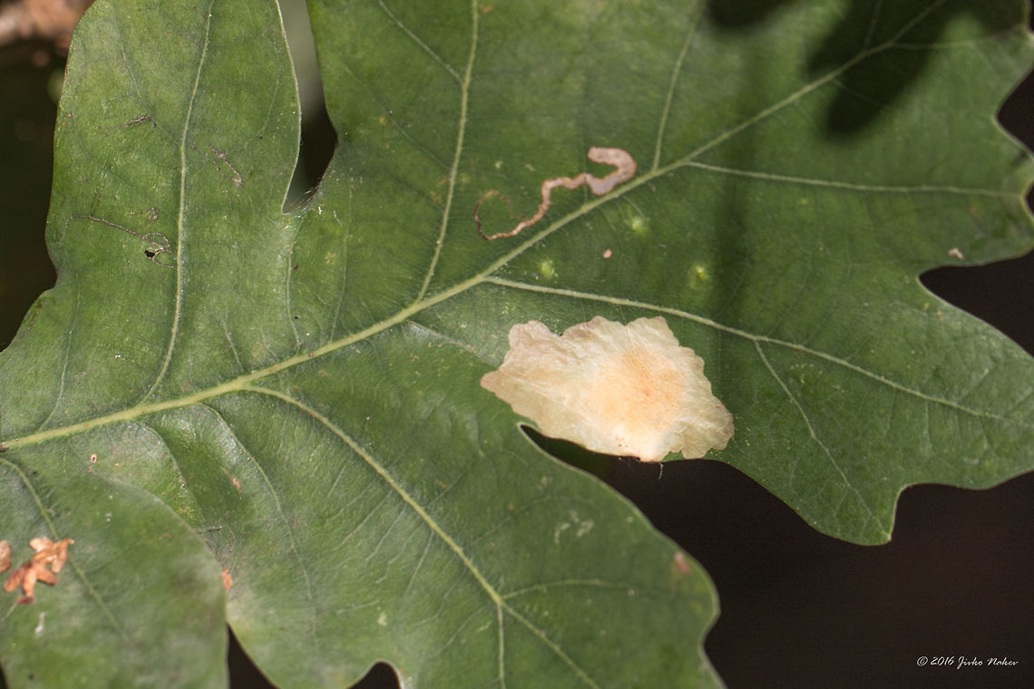 Leaf blotch miner moth - Acrocercops brongniardella A blotch on a common oak leaf, created by a Leaf blotch miner moth Acrocercops brongniardella larva.<br />
<figure class="photo"><a href="https://www.jungledragon.com/image/45929/leaf_blotch_miner_moth_-_acrocercops_brongniardella.html" title="Leaf blotch miner moth - Acrocercops brongniardella"><img src="https://s3.amazonaws.com/media.jungledragon.com/images/1332/45929_thumb.jpg?AWSAccessKeyId=05GMT0V3GWVNE7GGM1R2&Expires=1769040010&Signature=evJnn0KZEhhbKwEfz6tsVRZzX3c%3D" width="200" height="134" alt="Leaf blotch miner moth - Acrocercops brongniardella Leaf blotch miner moth larva - about 4-5 mm.<br />
https://www.jungledragon.com/image/45930/leaf_blotch_miner_moth_-_acrocercops_brongniardella_.html Acrocercops brongniardella,Common oak,Eudicot,Europe,Fagaceae,Fagales,Fall,Flowering Plant,Geotagged,Germany,Magnoliophyta,Mecklenburgische Seenplatte,Nature,Plantae,Quercus robur,Wildlife,flower" /></a></figure> Acrocercops brongniardella,Common oak,Eudicot,Europe,Fagaceae,Fagales,Fall,Flowering Plant,Geotagged,Germany,Magnoliophyta,Mecklenburgische Seenplatte,Nature,Plantae,Quercus robur,Wildlife,flower