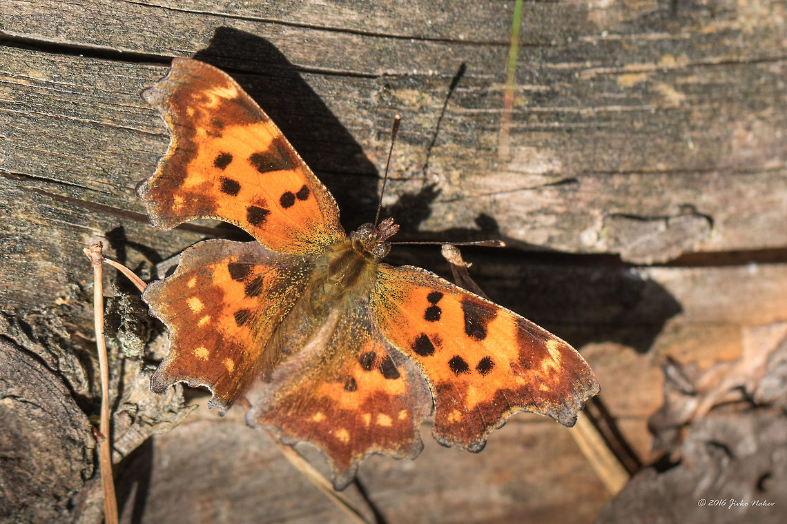 Anglewing - Polygonia c-album  Anglewing,Animal,Animalia,Arthropoda,Brush-footed butterfly,Comma,Europe,Fall,Geotagged,Germany,Insect,Insecta,Lepidoptera,Mecklenburgische Seenplatte,Nature,Nymphalidae,Polygonia c-album,Wildlife
