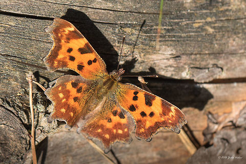 Anglewing - Polygonia c-album  Anglewing,Animal,Animalia,Arthropoda,Brush-footed butterfly,Comma,Europe,Fall,Geotagged,Germany,Insect,Insecta,Lepidoptera,Mecklenburgische Seenplatte,Nature,Nymphalidae,Polygonia c-album,Wildlife