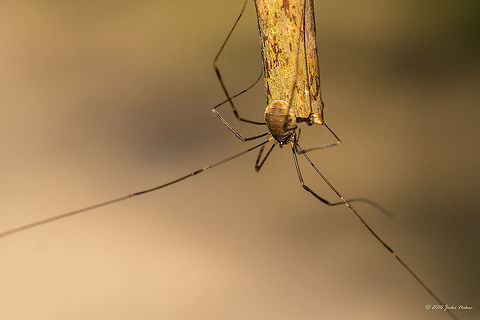 Harvestman spider - Opilio canestrinii  Animal,Animalia,Arachnida,Arthropoda,Daddy Longlegs,Europe,Fall,Geotagged,Germany,Harvestman spider,Mecklenburgische Seenplatte,Nature,Opilio canestrinii,Opiliones,Wildlife