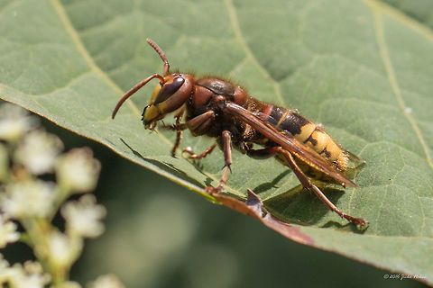 European hornet - Vespa crabro  Animal,Animalia,Arthropoda,Europe,European Hornet,European hornet,Fall,Geotagged,Germany,Hymenoptera,Insect,Insecta,Mecklenburgische Seenplatte,Nature,Vespa crabro,Vespidae,Vespoidea,Wildlife