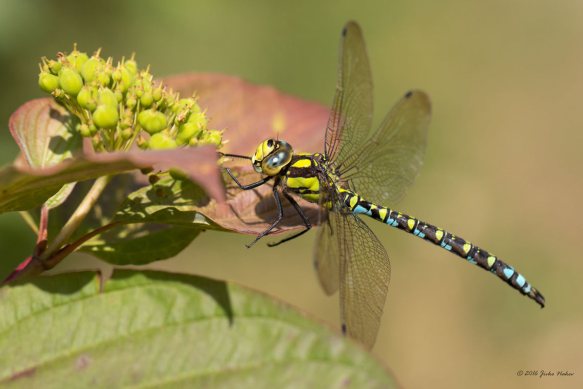Southern hawker - Aeshna cyanea Southern blue hawker on Hydrangea fruits. I like these beauties. This one was kind enough to pose for a couple of photos. Aeshna cyaena,Aeshna cyanea,Aeshnidae,Animal,Animalia,Arthropoda,Dragonfly,Europe,Fall,Geotagged,Germany,Insect,Insecta,Mecklenburgische Seenplatte,Nature,Odonata,Southern Hawker,Southern blue hawker,Wildlife