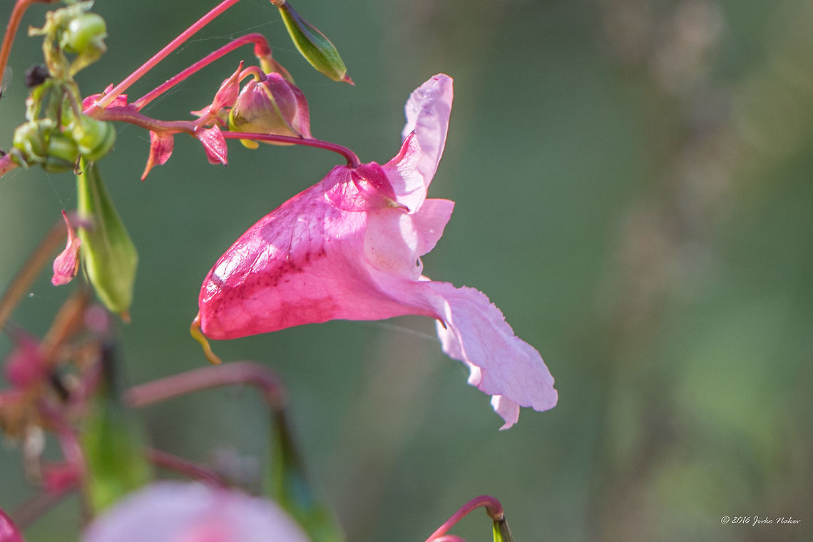 Himalayan balsam - Impatiens glandulifera  Balsaminaceae,Ericales,Eudicot,Europe,Fall,Flowering Plant,Geotagged,Germany,Himalayan Balsam,Impatiens glandulifera,Magnoliophyta,Mecklenburgische Seenplatte,Nature,Plantae,Policeman's Helmet,Wildlife,flower