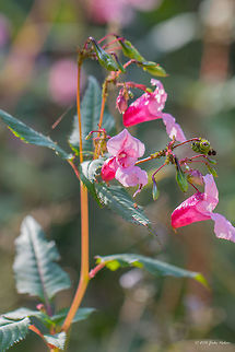 Himalayan balsam - Impatiens glandulifera  Balsaminaceae,Ericales,Eudicot,Europe,Fall,Flowering Plant,Geotagged,Germany,Himalayan Balsam,Impatiens glandulifera,Magnoliophyta,Mecklenburgische Seenplatte,Nature,Plantae,Policeman's Helmet,Wildlife,flower