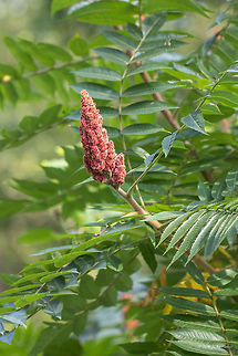 Staghorn sumac - Rhus typhina https://www.jungledragon.com/image/45954/staghorn_sumac_-_rhus_typhina.html Anacardiaceae,Eudicot,Europe,Fall,Flowering Plant,Geotagged,Germany,Magnoliophyta,Mecklenburgische Seenplatte,Nature,Plantae,Rhus typhina,Sapindales,Staghorn Sumac tree,Staghorn sumac,Wildlife,flower