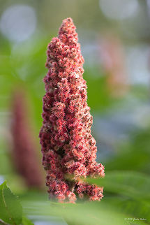Staghorn sumac - Rhus typhina https://www.jungledragon.com/image/45953/staghorn_sumac_-_rhus_typhina.html Anacardiaceae,Eudicot,Europe,Fall,Flowering Plant,Geotagged,Germany,Magnoliophyta,Mecklenburgische Seenplatte,Nature,Plantae,Rhus typhina,Sapindales,Staghorn Sumac tree,Staghorn sumac,Wildlife,flower