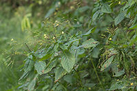 Small-flowered Touch-me-not - Impatiens parviflora https://www.jungledragon.com/image/45959/small-flowered_touch-me-not_-_impatiens_parviflora.html Balsaminaceae,Ericales,Eudicot,Europe,Fall,Flowering Plant,Geotagged,Germany,Impatiens parviflora,Magnoliophyta,Mecklenburgische Seenplatte,Nature,Plantae,Small Balsam,Small-flowered Touch-me-not,Wildlife,flower