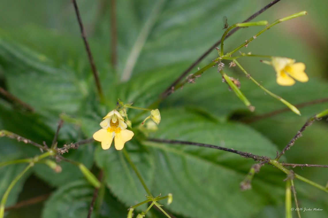 Small-flowered Touch-me-not - Impatiens parviflora <figure class="photo"><a href="https://www.jungledragon.com/image/45958/small-flowered_touch-me-not_-_impatiens_parviflora.html" title="Small-flowered Touch-me-not - Impatiens parviflora"><img src="https://s3.amazonaws.com/media.jungledragon.com/images/1332/45958_thumb.jpg?AWSAccessKeyId=05GMT0V3GWVNE7GGM1R2&Expires=1769040010&Signature=LMTajevxx0AXsCRQTn5MgFdDMIw%3D" width="200" height="134" alt="Small-flowered Touch-me-not - Impatiens parviflora https://www.jungledragon.com/image/45959/small-flowered_touch-me-not_-_impatiens_parviflora.html Balsaminaceae,Ericales,Eudicot,Europe,Fall,Flowering Plant,Geotagged,Germany,Impatiens parviflora,Magnoliophyta,Mecklenburgische Seenplatte,Nature,Plantae,Small Balsam,Small-flowered Touch-me-not,Wildlife,flower" /></a></figure> Balsaminaceae,Ericales,Eudicot,Europe,Fall,Flowering Plant,Geotagged,Germany,Impatiens parviflora,Magnoliophyta,Mecklenburgische Seenplatte,Nature,Plantae,Small Balsam,Small-flowered Touch-me-not,Wildlife,flower