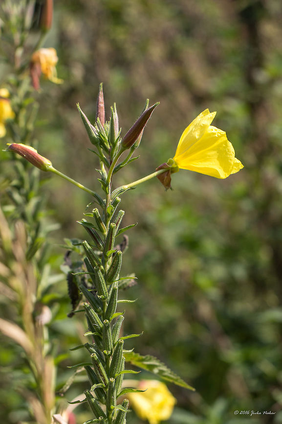 Large-flowered evening primrose - Oenothera glazioviana Another common name is Redsepal evening primrose Eudicot,Europe,Fall,Flowering Plant,Geotagged,Germany,Large-flowered evening primrose,Magnoliophyta,Mecklenburgische Seenplatte,Myrtales,Nature,Oenothera glazioviana,Onagraceae,Plantae,Wildlife,Willowherb,flower