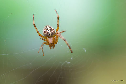 Diadem spider - Araneus diadematus  Animal,Animalia,Arachnida,Araneae,Araneidae,Araneus diadematus,Arthropoda,Europe,European garden spider,Fall,Geotagged,Germany,Mecklenburgische Seenplatte,Nature,Orb-weaver,Spiders,Wildlife
