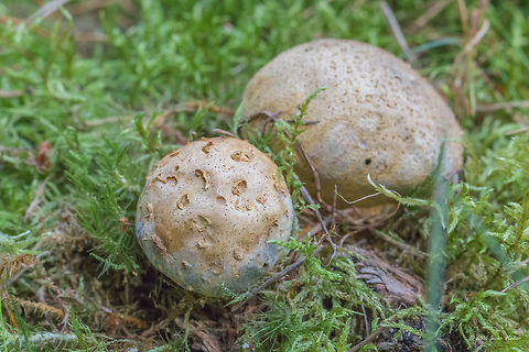 Pigskin poison puffball - Scleroderma citrinum  Agaricomycetes,Basidiomycota,Boletales,Common Earthball,Common earthball,Europe,Fall,Fungi,Fungus,Geotagged,Germany,Mecklenburgische Seenplatte,Nature,Pigskin poison puffball,Scleroderma citrinum,Sclerodermataceae,Wildlife