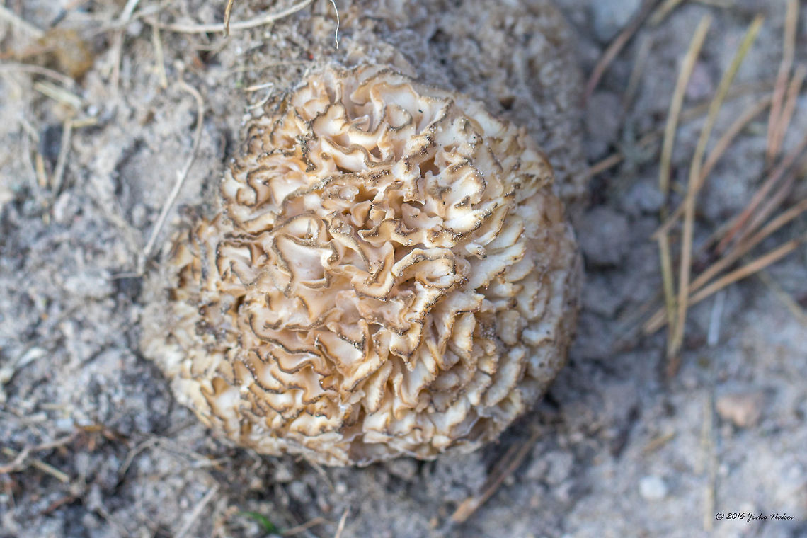 Cauliflower fungus - Sparassis brevipes edited species ID, regards Lars Korb Agaricomycetes,Basidiomycota,Cauliflower fungus,Europe,Fall,Fungi,Fungus,Geotagged,Germany,Mecklenburgische Seenplatte,Nature,Polyporales,Sparassidaceae,Sparassis brevipes,Wildlife