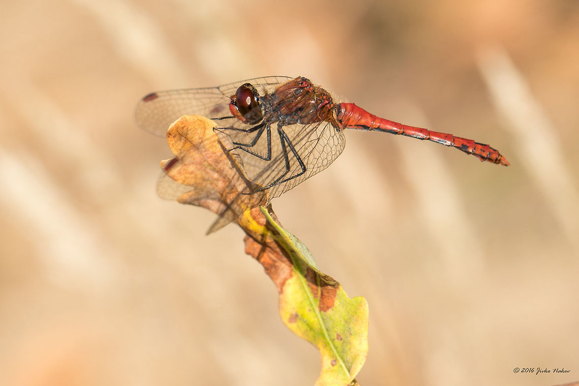 Ruddy darter female - Sympetrum sanguineum  Animal,Animalia,Arthropoda,Dragonfly,Europe,Fall,Geotagged,Germany,Insect,Insecta,Libellulidae,Mecklenburgische Seenplatte,Nature,Odonata,Percher,Ruddy Darter,Ruddy darter,Skimmer,Sympetrum sanguineum,Wildlife