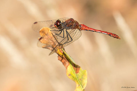 Ruddy darter female - Sympetrum sanguineum  Animal,Animalia,Arthropoda,Dragonfly,Europe,Fall,Geotagged,Germany,Insect,Insecta,Libellulidae,Mecklenburgische Seenplatte,Nature,Odonata,Percher,Ruddy Darter,Ruddy darter,Skimmer,Sympetrum sanguineum,Wildlife